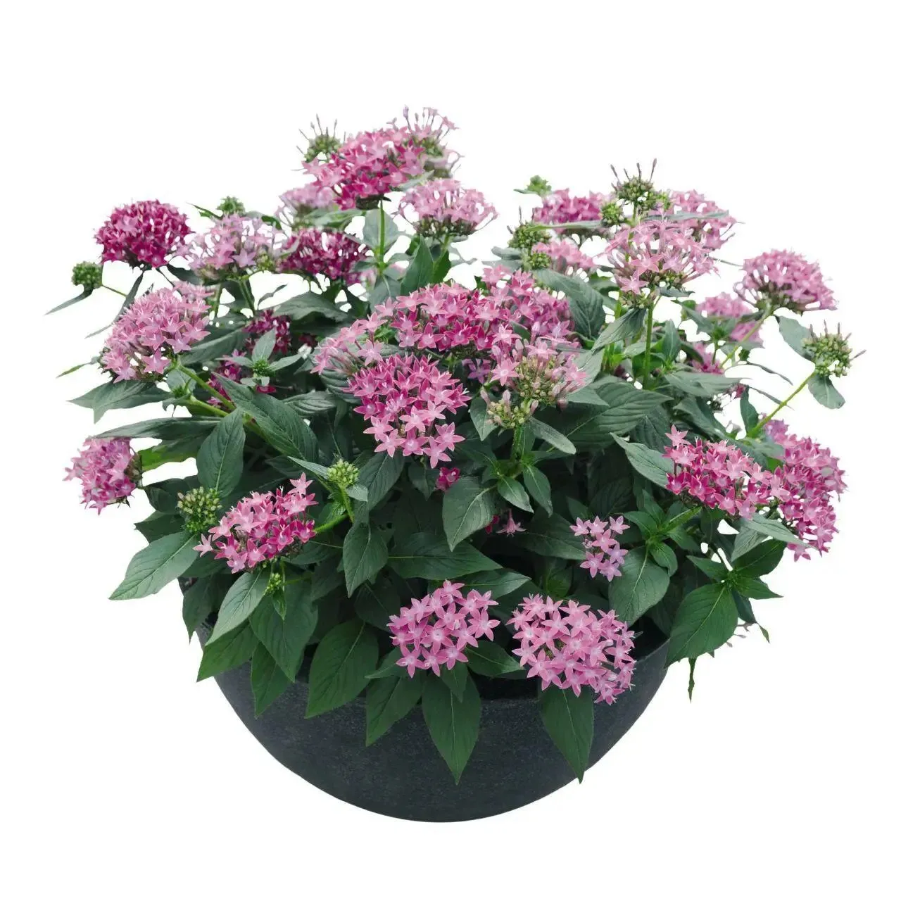 Pentas Graffiti 20/20 Ultra Violet Flower Seeds