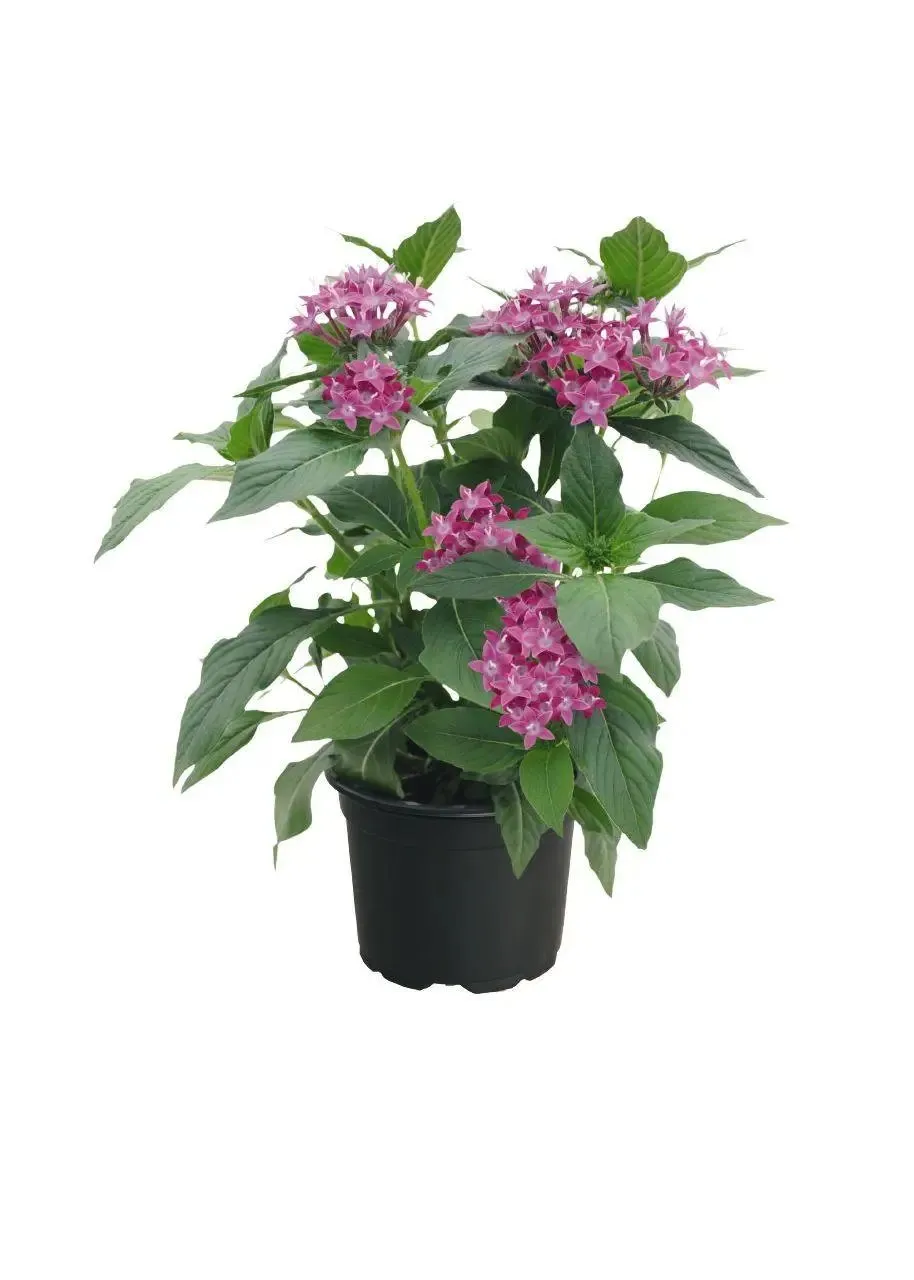 Pentas Graffiti 20/20 Ultra Violet Flower Seeds