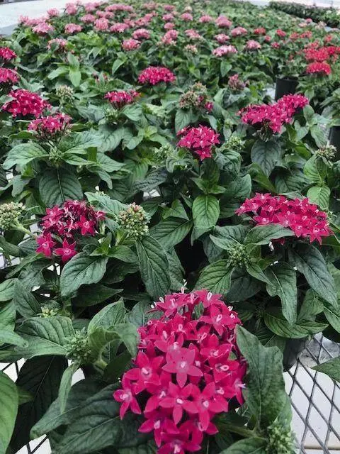 Pentas Graffiti 20/20 Ultra Violet Flower Seeds