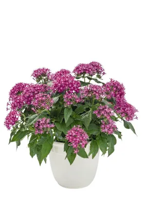 Pentas Graffiti 20/20 Ultra Violet Flower Seeds