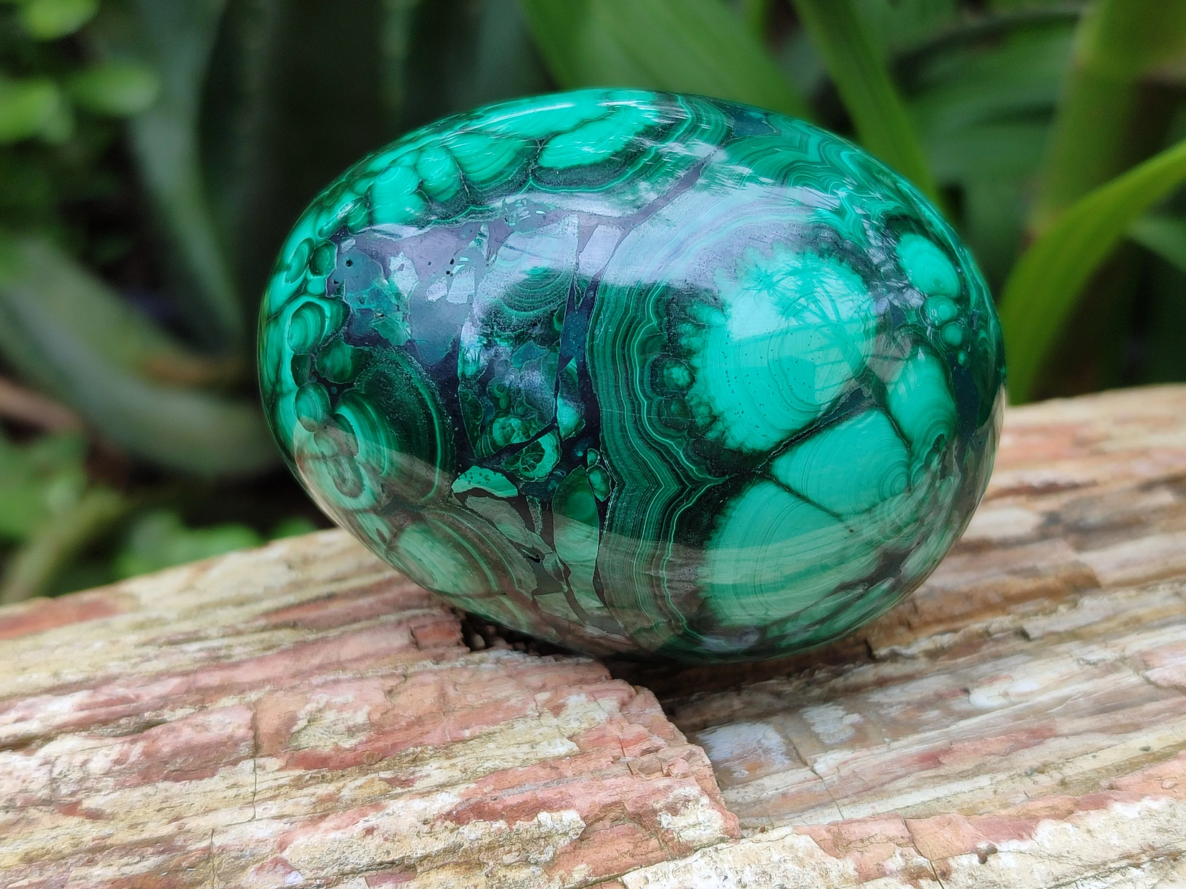 Polished Classic Large Solid Flower Banded Malachite Gemstone Eggs - Sold Per Item - From Congo