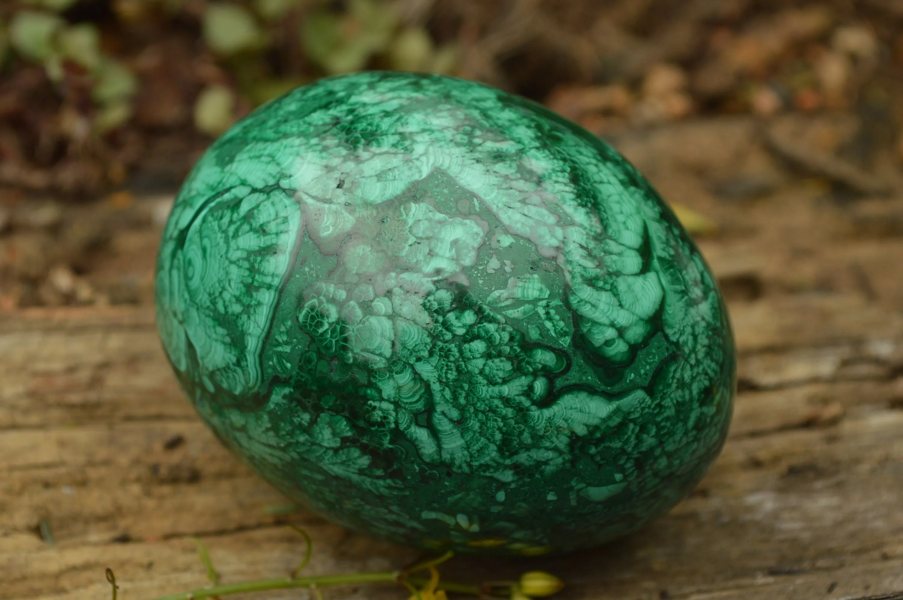 Polished Rare Flower Banded Malachite Eggs x 2 From Congo