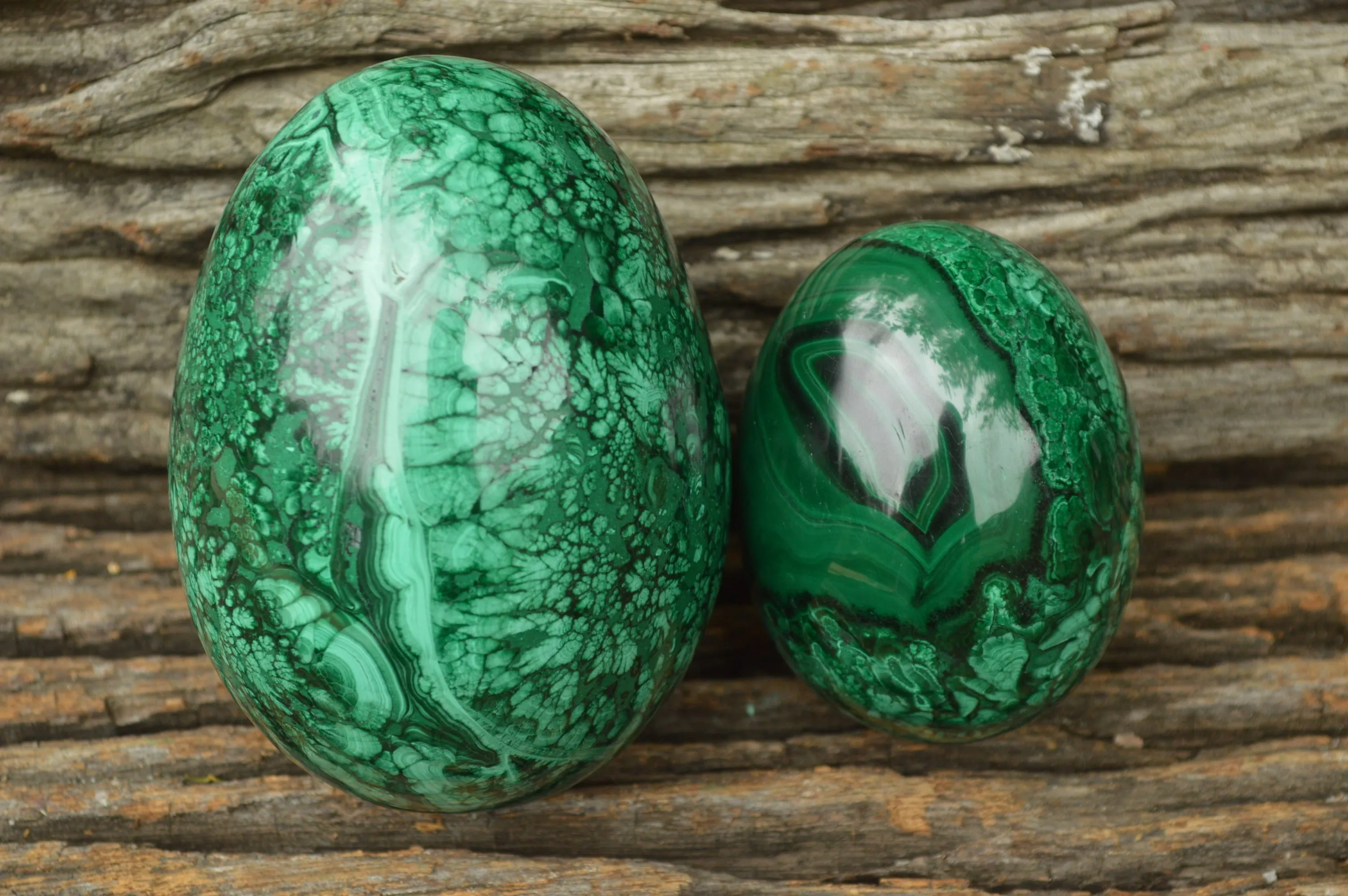 Polished Rare Flower Banded Malachite Eggs x 2 From Congo