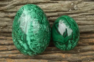 Polished Rare Flower Banded Malachite Eggs x 2 From Congo